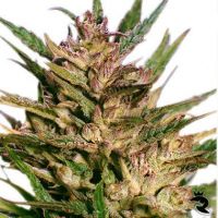 Passion #1 Feminized