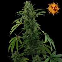 Pineapple Express Auto Seeds