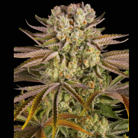 Pineapple Express Cannabis Seeds