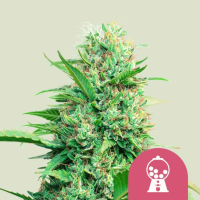 Pink Runtz Feminized Cannabis Seeds