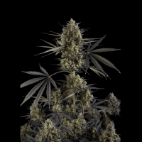 Pound Cake Auto