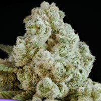Privileged Baddie Feminized Seeds 