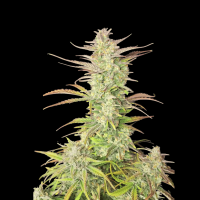 Purple Haze Auto Cannabis Seeds