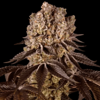 Purple Punch Cannabis Seeds