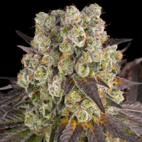 Purple Punch x Lemon Drizzle Weed Strain Seeds