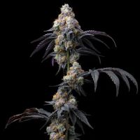 Rainbow Sherbet Weed Strain Seeds