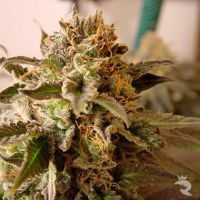 Rock Bud Feminized