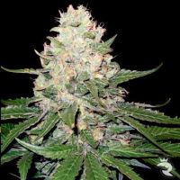 Rocklock Feminized