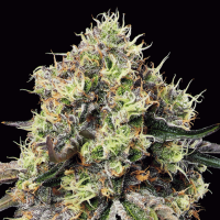 Roswell Code Feminized Seeds 