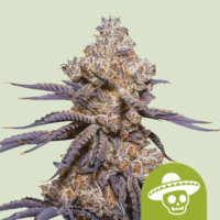 Royal Cookies Auto Cannabis Seeds
