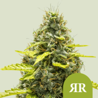 Royal Runtz Auto Cannabis Seeds