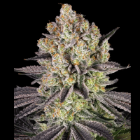 Runtz Cannabis Seeds