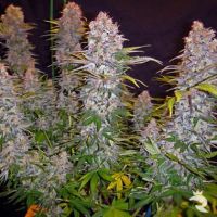 Sativa Seeds Jock Horror Auto