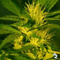 Sativa Seeds Jock Horror