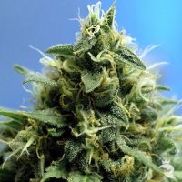 Sativa Seeds New York Power Diesel