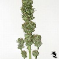 Sensi Seeds Silver Pearl