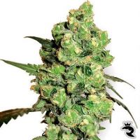 Sensi Seeds Super Skunk Feminized