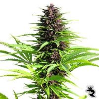 Shaman Feminized