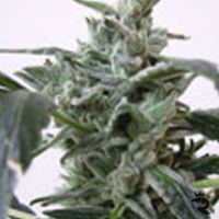 Short Stuff Seeds Blue Himalaya Feminized