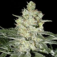 Skunk No 1