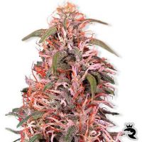 Skunk Passion Feminized