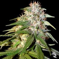 Sour Cream Feminized