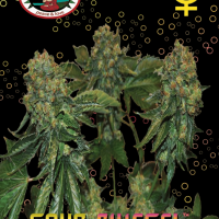 Sour Chiesel Automatic Feminized Seeds 