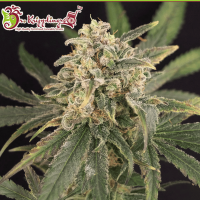 Sour Tang Kripple Feminised Seeds