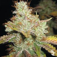 Spliff Seeds Master Kush Regular