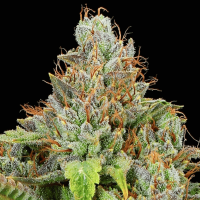 Strawberry Pop Rocks Feminized Seeds 
