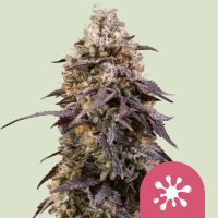 Sticky Queen Feminized Cannabis Seeds