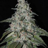 StrawBanana Cream Regular Seeds