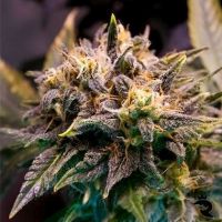 Strawberry Cough Feminized