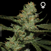 Strawnana Sundae Feminized Seeds