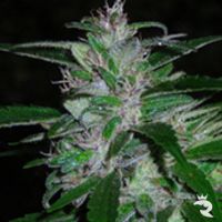 Super Cali Haze Feminized