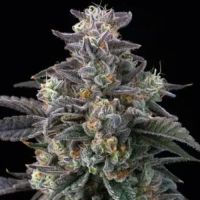 Super Boof Weed Strain Seeds