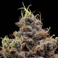 Think Tank Feminized Cannabis Seeds