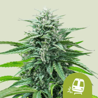 Trainwreck Auto Cannabis Seeds Trainwreck Auto Cannabis Seeds