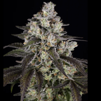 Trainwreck Feminized Seeds