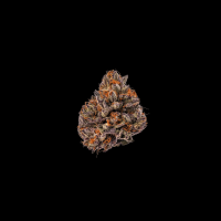 Triploid F1 Tropicana Cherry