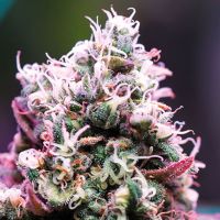 Amnesia Flash Auto