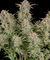 Bruce Banner Auto