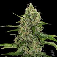 Veneno - Poison Feminized