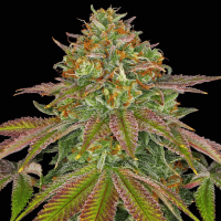 Wedding Cake Cannabis Seeds