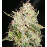 White Chronic