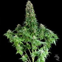 White Siberian Feminized