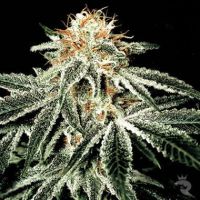 White Widow Feminized