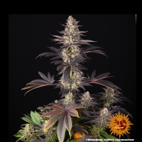White Runtz Cannabis Seeds