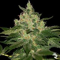 World of Seeds Afghan Kush