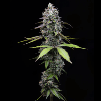 Zoap Cannabis Seeds